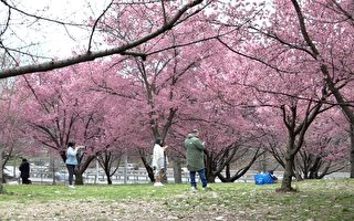 紐約法拉盛草原櫻花搶先盛開 民眾開心遊園