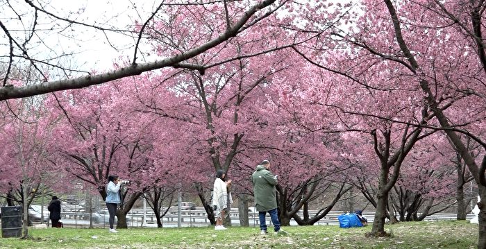 法拉盛草原樱花抢先盛开 民众开心游园