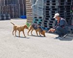 桃園市積極解決遊蕩動物 業務績效獲肯定