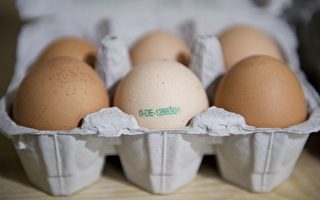 戰爭影響供應鏈 德國今夏雞蛋可能缺貨