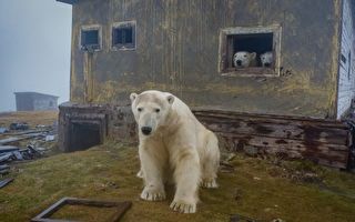 组图：一群北极熊“接管”北极荒废气象站