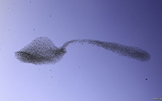 罕见一幕：椋鸟群在空中排成一支巨型汤匙