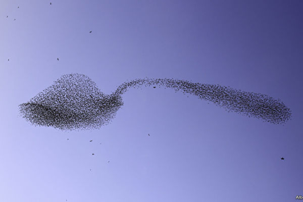 罕見一幕：椋鳥群在空中排成一支巨型湯匙