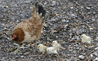 食檢局：安省家禽養殖場發現高致病禽流感
