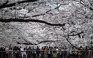 组图：日本樱花盛开 东京美景尽收眼底