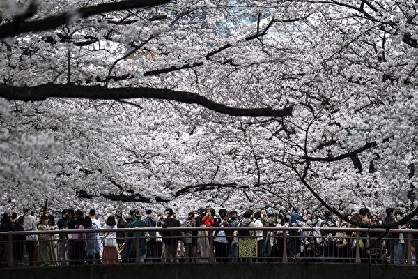 組圖：日本櫻花盛開 東京美景盡收眼底