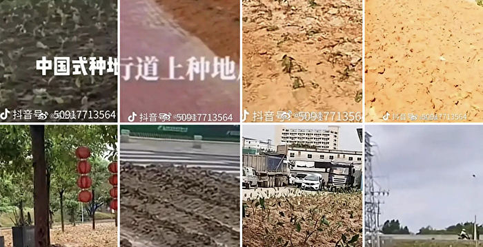 中共跃进式复耕运动：马路种蕃薯 篮球场种菜