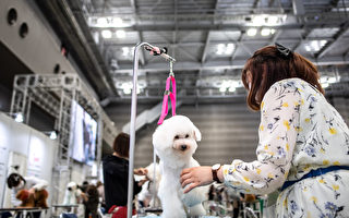 组图：2022日本东京宠物用品展 可爱动物聚集