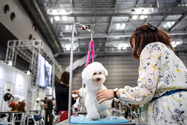 組圖：2022日本東京寵物用品展 可愛動物聚集