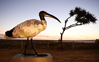 澳洲“垃圾鸟”或成奥运吉祥物