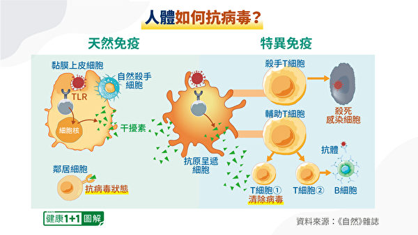 人体的免疫系统分工合作对抗病毒。（健康1+1／大纪元）