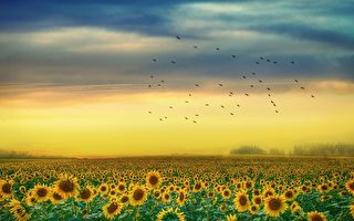 中英文詩歌：美麗的烏克蘭，美麗的葵花