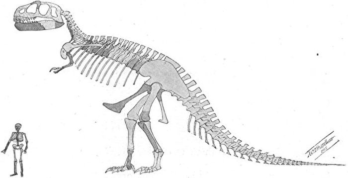 霸王龙前肢为何这么短？古生物学家提新论