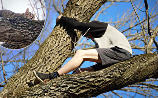 少年想救“受困”猫 自己却卡高树上待救援