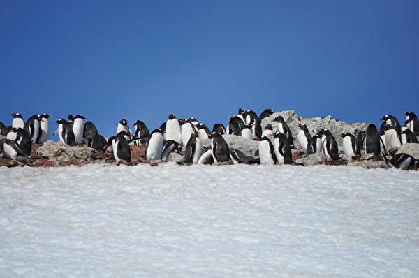 南極的企鵝