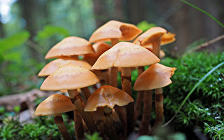 賓州「世界蘑菇之都」年度蘑菇節