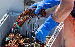 加國大西洋省龍蝦出口量增 價錢上漲當地人吃不起