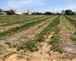 全台最高 桃园保障瓜农收益加码补助保险费40%