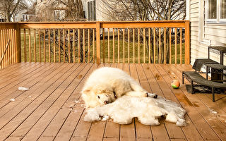 冬天结束 阿拉斯加犬拒绝离开最后一片雪地