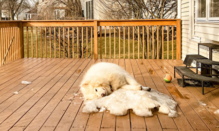 冬天结束阿拉斯加犬拒绝离开最后一片雪地 雪橇犬 小狗 大纪元