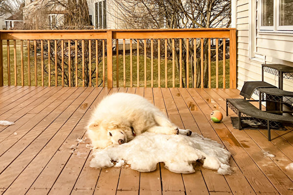 冬天結束 阿拉斯加犬拒絕離開最後一片雪地