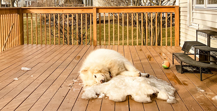 冬天结束 阿拉斯加犬拒绝离开最后一片雪地