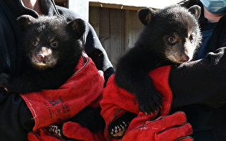 组图：法国圣克罗伊动物园两只小熊首次体检