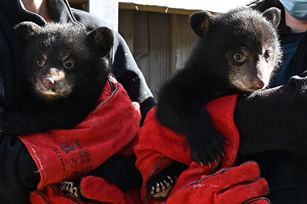 組圖：法國聖克羅伊動物園兩隻小熊首次體檢