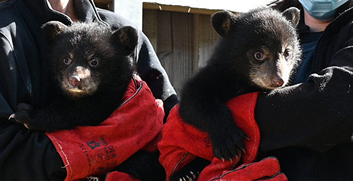 组图：法国圣克罗伊动物园两只小熊首次体检