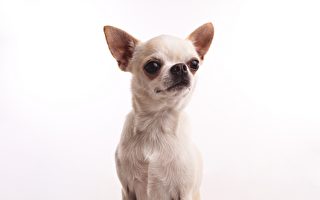 美國21歲吉娃娃被認證為世界最長壽小狗