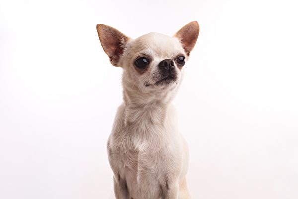 美国21岁吉娃娃被认证为世界最长寿小狗