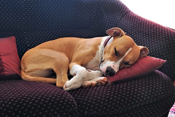 如何從小狗的睡姿看出牠們的內心世界？