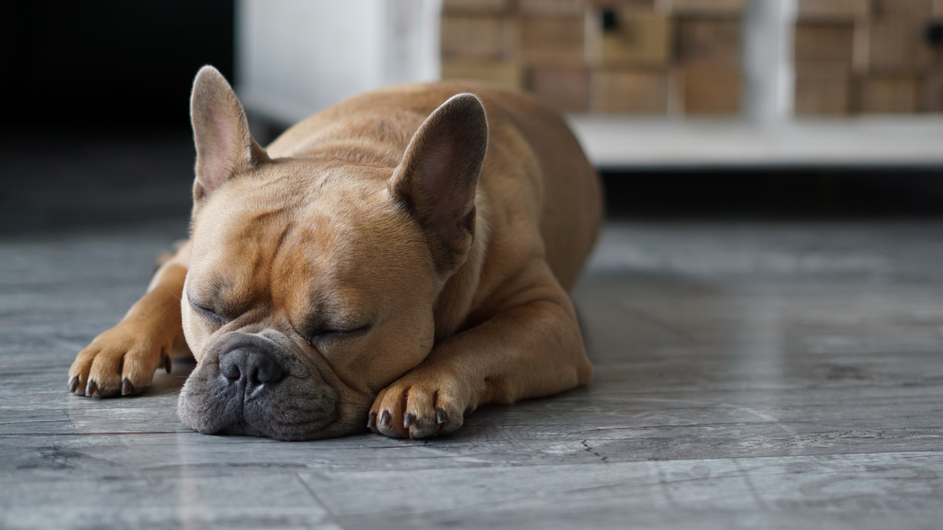 狗 睡觉 家畜 - Pixabay上的免费照片 - Pixabay