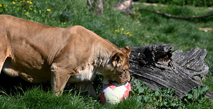 组图:动物园庆复活节 动物在彩蛋中找美食