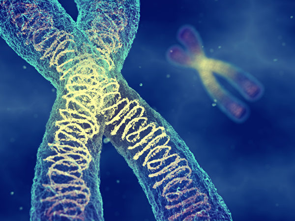 DNA在双螺旋的结构之上还会进一步扭转，成为超螺旋，就像老式电话线被扭转之后的样子。（Shutterstock）