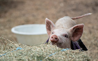 日本腦炎蔓延新州30個豬場 豬肉供應將受影響