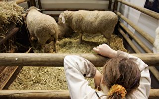 美利奴綿羊Shrekapo 於復活節市場首次剪毛