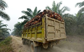 印尼禁棕櫚油出口 全球食品通膨或加劇