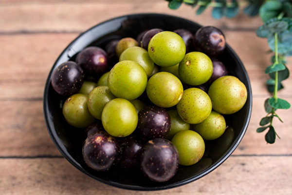 馬斯卡丁葡萄（muscadine，又稱圓葉葡萄）在食物中白藜蘆醇含量最高。(Shutterstock)