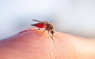 研究發現蚊子喜歡這四種顏色