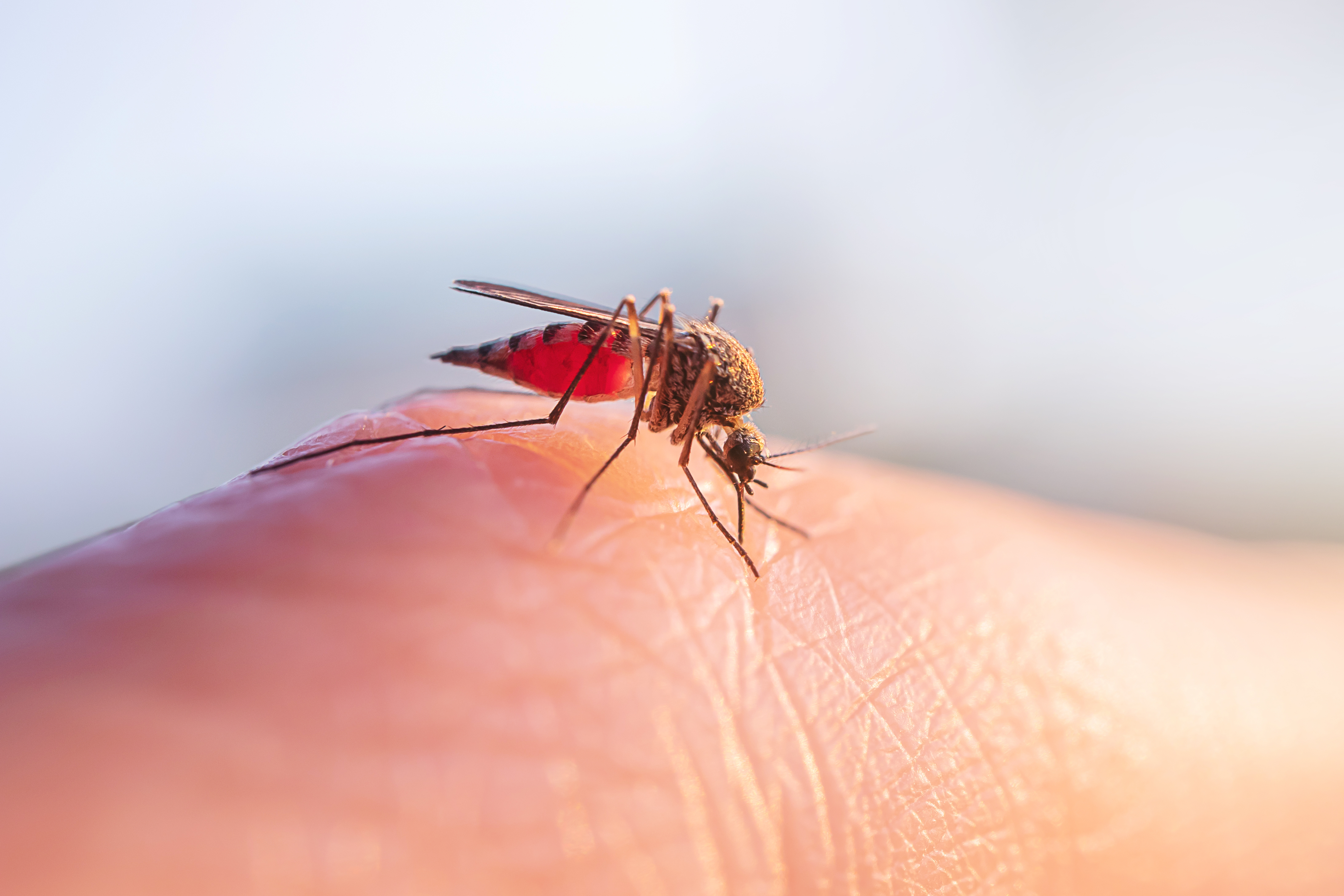 蚊子在吸皮膚上吸血。(Shutterstock)