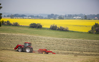 渥京报告称加国农民碳排全球最高 引不满