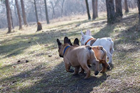 一岁女童洛县遭斗牛犬袭击骨折 斗牛犬袭人事件 骨折手术 皮科里维拉市 大纪元