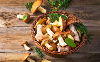蘑菇是「能量食物」 8種藥用菇類的功效