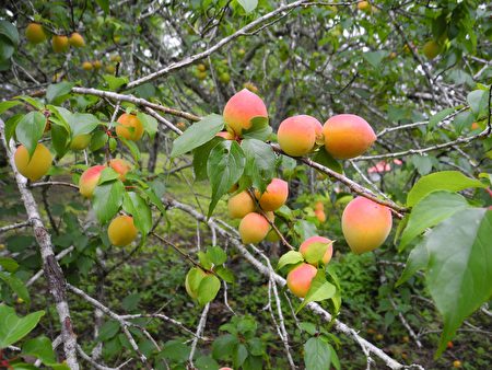 成熟的黃梅像是一粒粒袖珍水蜜桃。