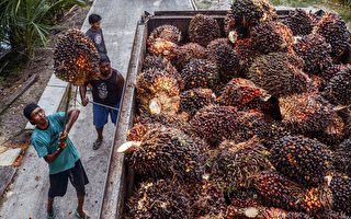 為何印尼暫停棕櫚油出口會影響你的錢包