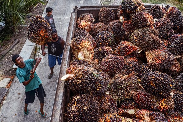 為何印尼暫停棕櫚油出口會影響你的錢包
