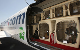 你听过宠物专用的航空公司吗？