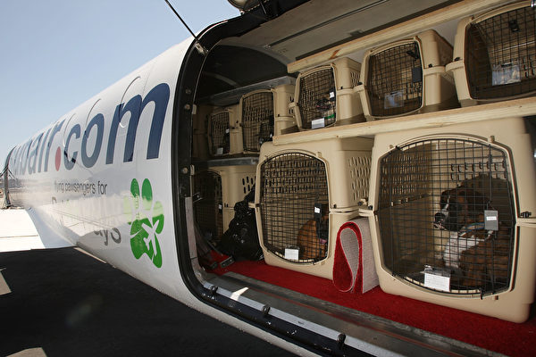 你聽過寵物專用的航空公司嗎？
