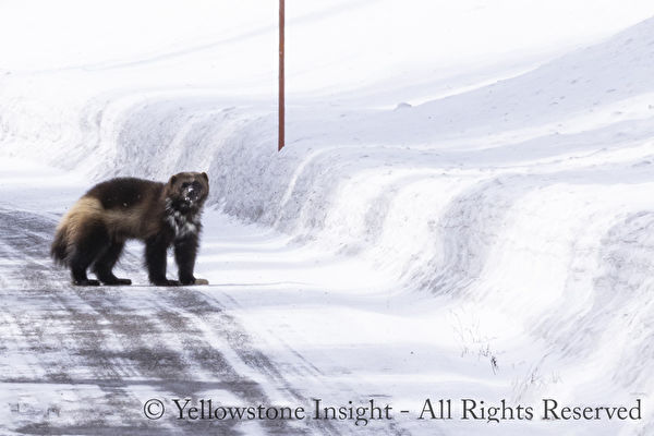 美國黃石公園驚現極稀有物種金剛狼